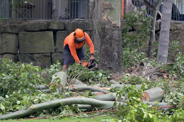 Reliable Millbrae, CA  Tree Services Solutions